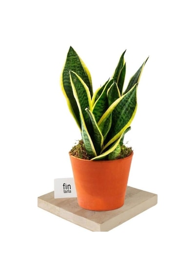 Isparta Gülü Sansevieria Paşa Peygamber Kılıcı Çiçeği Trifasciata
