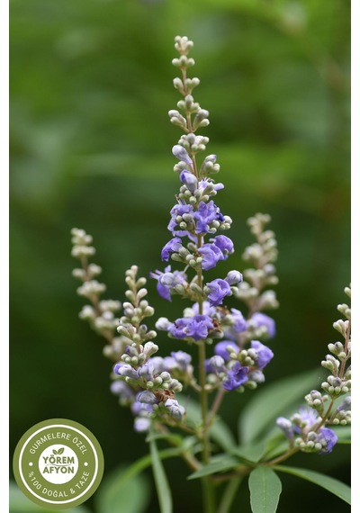 Yörem Afyon K.maraş Yöresinden Kadınların Sessiz Kahramanı Hakiki Hayıt Tohumu Vitex Agnus-castus 80gr.