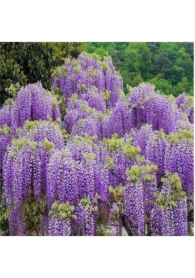 Tüplü Wisteria Sinensis Mor Salkım Fidanı 10-20 Cm
