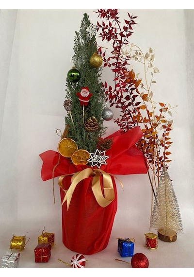 Elwoodi Yılbaşı Ağacı-yılbaşı Çamı 30-50cm Hediye Paketli Kozalak Ve Portakallar Dahil