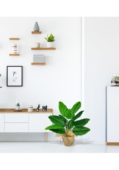 Yapay Çiçek Keten Hasır Saksıda Yeşil Muz Yapraklı 12dal 50cm Salon Çiçeği Yapay Bitki