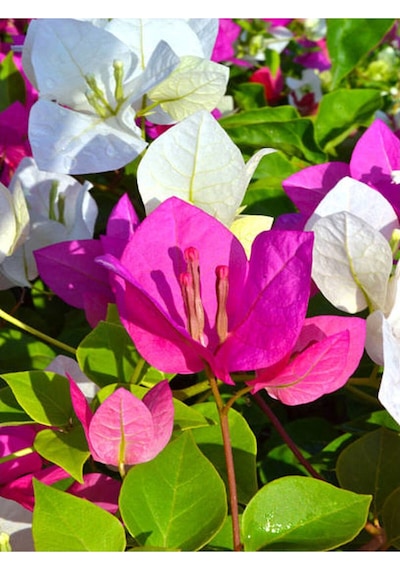 Çift Renk Pembe Beyaz Begonvil Çiçeği 1 Adet 45-65 Cm Saksılı/ Tüplü Bougainvillea