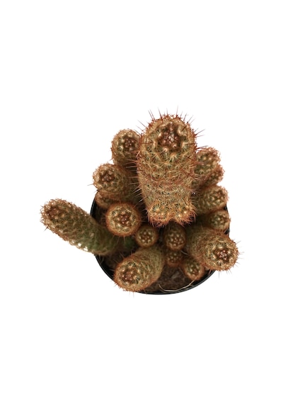 Mammillaria Elongata 'Copper King' (Kaktüs) Ø12 CM Y20-25 CM