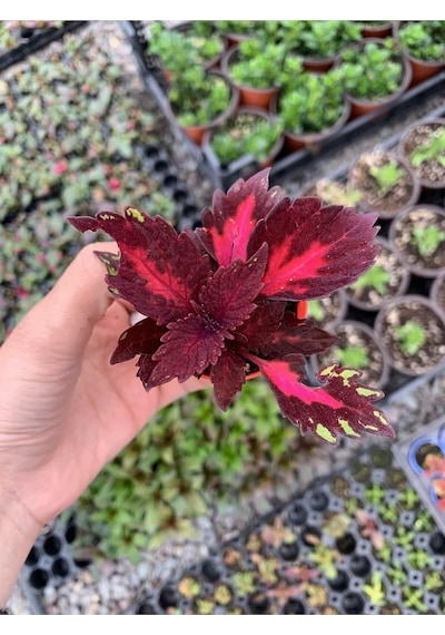 Red Coleus Mini Yaprak Güzeli Kolyoz Çiçeği Saksıda 1. Kalite