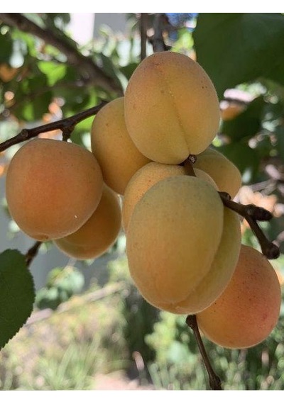 Tüplü Aşılı Proyma Cinsi Kayısı Fidanı +80cm
