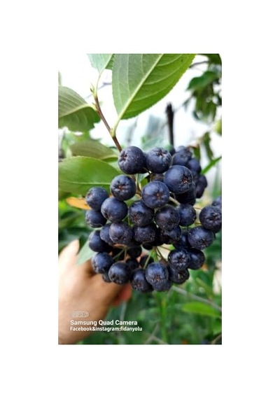 Aronya Viking Fidanı, Doku Kültürü, 1 Yaş Aronia