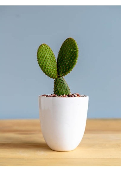 Serada Decor Plant 3 Adet Tavşan Kulağı Kaktüs 3 Ayrı Renk Sarı-kırmızı-beyaz Opuntia Microdasys