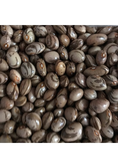 Yerli Ferasetsiz Yüksek Verimli Sırık Fasulye Tohumu 100 GR N11814
