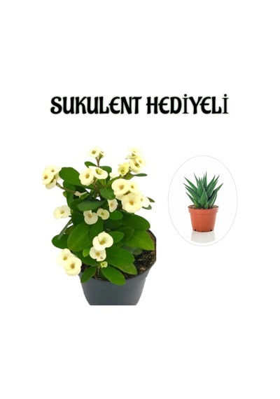 Beyaz Çiçekli Kaktüs Milli Dikenler Tacı Sevgililer Gününe Özel Sukulent Hediyeli