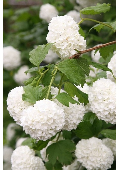 Videolu Kartopu Çiçeği Fidanı 1 Adet 35-65cm Saksılı\tüplü Viburnum Flower Sapling