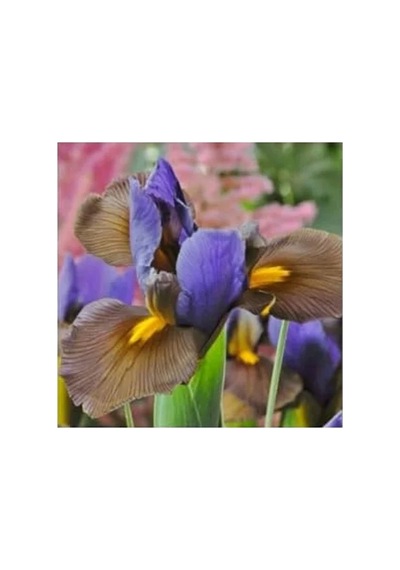 20 Adet Golden Beauty Iris Süsen Karışık Renkli Soğanı