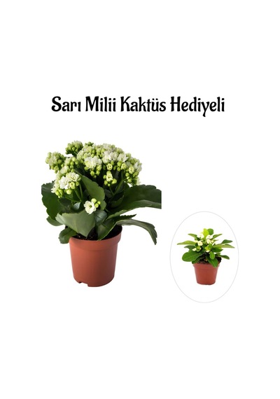 Kadınlar Gününe Özel Beyaz Renk Kalanşo-emel Hanım Çiçeği Sarı Milli Hediyeli
