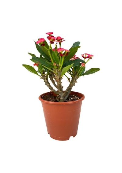 Efhorbia Dikenler Tacı Çiçeği Kırmızı 10-20 Cm