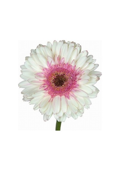 25 Adet KBeyaz Gerbera Çiçeği Tohum +10 Adet Lale Tohumu N111204