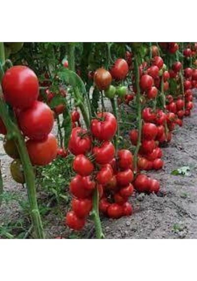 100 Adet Tohum Süper Paket Sırık Domates Tohumu Sırık Domates Süpriz Hediye Sebze Tohum