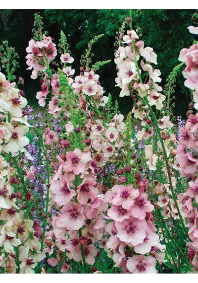 10 Adet Verbascum Phoenicium Mix Tohumu