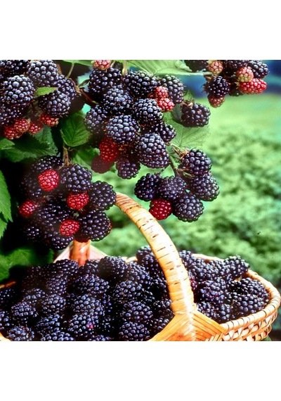 Tüplü Ahudu Melezi Boysenberry Böğürtlen Fidanı