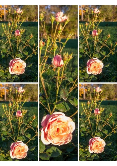 Yediveren Somon Rengi Kokulu 50 80 Cm Saksılı Aşılı Gül User Salmon Pink Rose