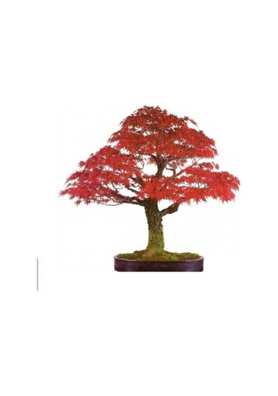 Red Maple Bonzai Ağacı Ekim Seti 5 Adet Tohum Saksı Toprak Kombin