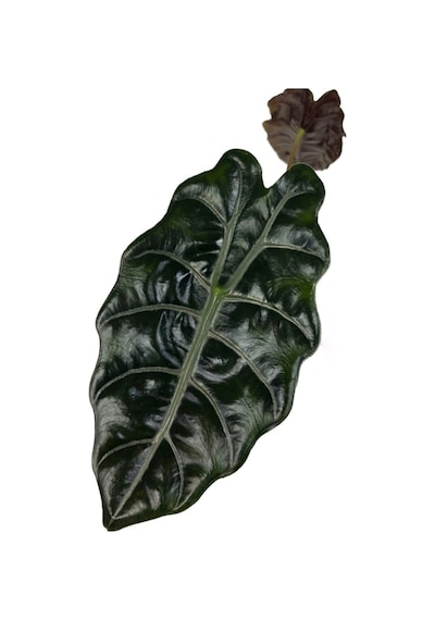 Alocasia Chantrieri (Fil Kulağı) Ø12 CM 25-30 CM