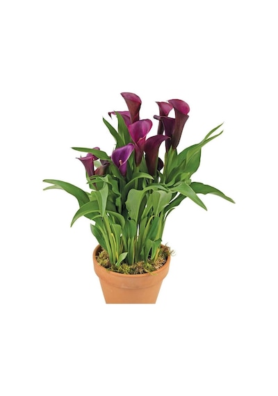 Gala Gelin Çiçeği Calla Lily - Bordo 10-20 Cm