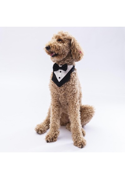 Pawstar Siyah Smokin Kedi Köpek Fuları Pet Bandanası