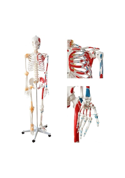 Tam İskelet Maketi 170 cm Model 12