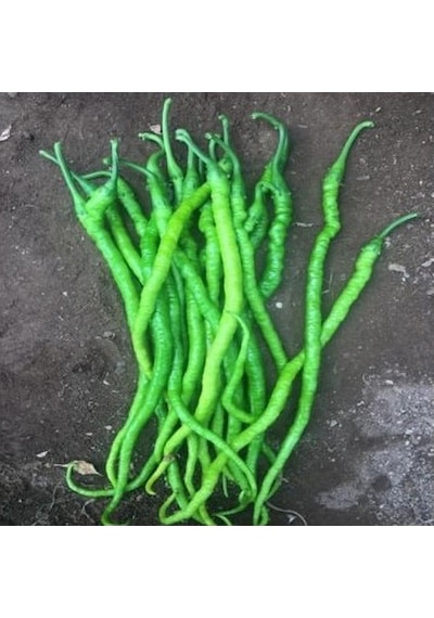 Yerli Kıl Tatlı Biber Tohumu 10 GR Ort 1200 Tohum N115556