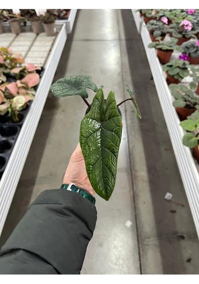 Alocasia Scalprum Fil Kulağı Ø5,5 Cm Y0-10 Cm
