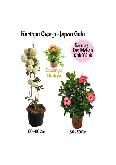 Kartopu Çiçeği 1 Adet +pembe Japon Gülü 1 Adet+sarı Gazanya Hediye Saksılı Bahçe Seti