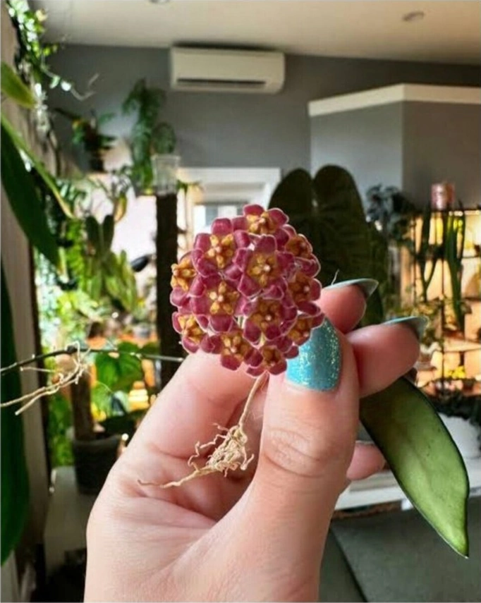 Lila Sarı Renk Çiçek Açan Mum Çiçeği Fidanı 10-20 Cm
