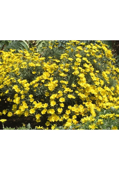 SARI PAPATYA EURYOPS - ÇOK YILLIK DIŞ MEKAN ÇİÇEĞİ