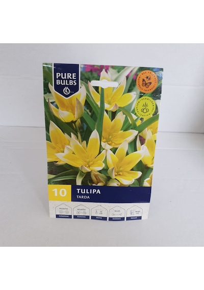 Tulipa Lale Tarda Soğanı 10 Adet