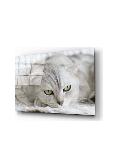 Miyrem Glasses Collection -a1^ Kedi Cam Tablo