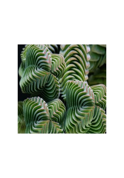 Dashing Look Crassula Columnaris Sukulent Tohumu Th-9154684654850
