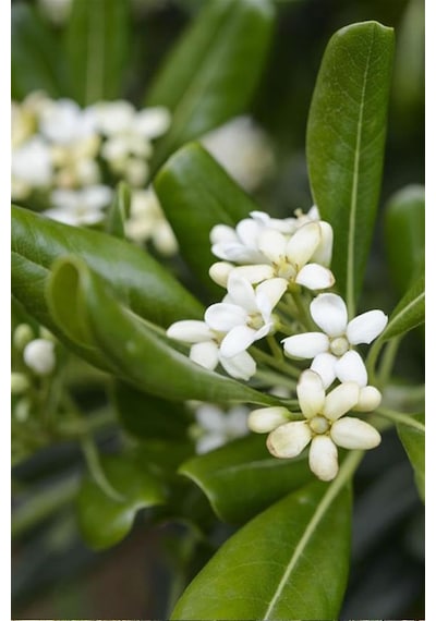 Yıldız Çalısı - Pittosporum Tobira