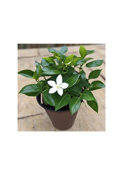 Rhyncospermum Jasminoides Star Arap Yasemini Fidanı 10-20 Cm