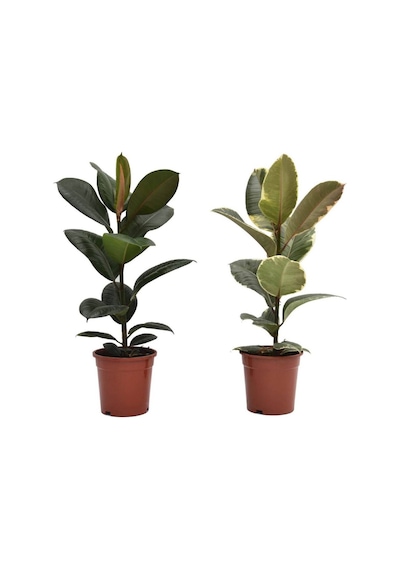 Kauçuk – Ficus Elastica& Ficus Elastica Tineke 2'li Set