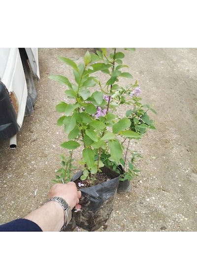 Lila Leylak Çiçeği 1 Adet Saksılı 120-150cm Leilac Flower