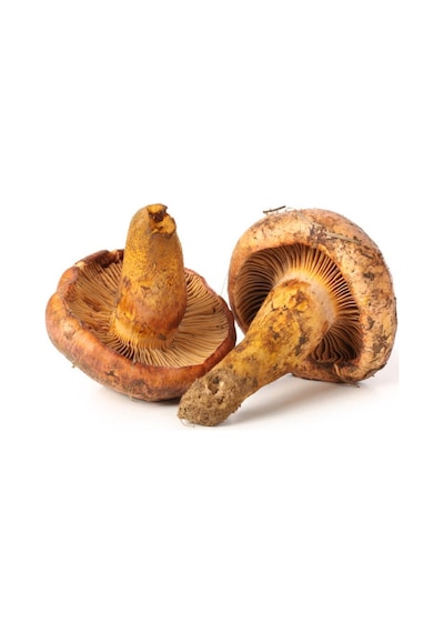 Kanlıca Mantarı Çintar Çam Melki Mantar Tohumu 200gr
