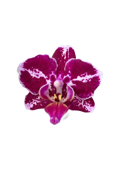 Phalaenopsis 'Purple Selina' (Mor Orkide) Ø12 CM Y45-50 CM