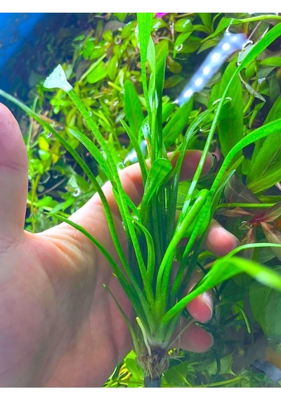 Sagittaria Subulata 1 Bağ 2-4 Kök Akvaryum Zemin Bitkisi Canlı Akvaryum Bitkisi