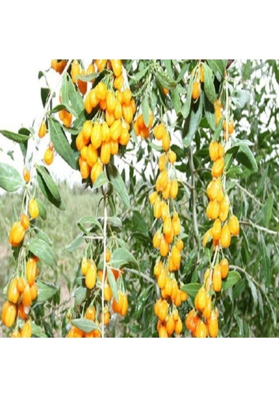 2 Adet Goji Berry Fidanı Sarı Renk Tombul Meyve Tüplü 1 Yaş 12 Ay Dikebilirsiniz....