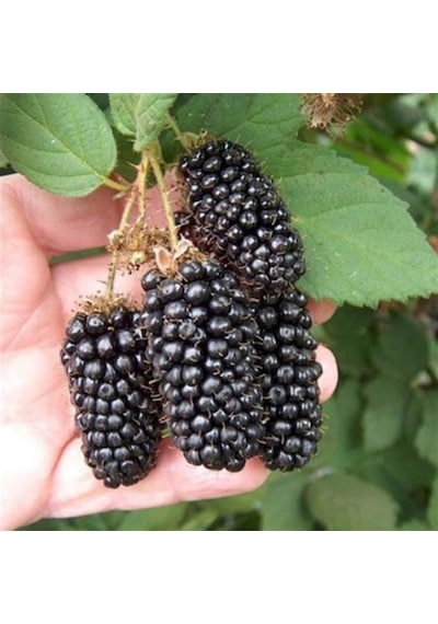 Tüplü Jumbo Böğürtlen Fidanı