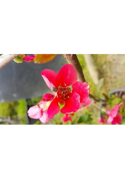 Chaenomeles Japon Ayvası Bahar Dalı 30-50 Cm