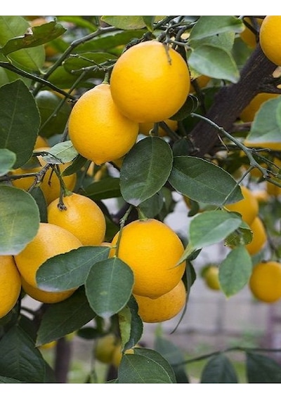 Tüplü Mayer Limon Fidanı