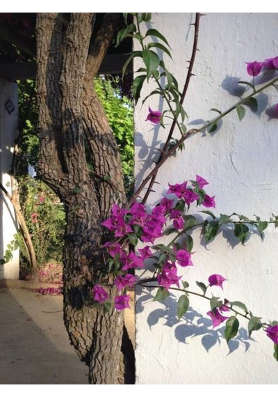 Videolu Muhteşem Renkli Begonvil Çiçeği 40 60 Cm 1 Adet Saksılı Çiçekli Bodur Bitki Bougainvillea