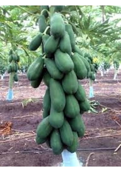 Papaya Ağacı Ekim Seti 3 Tohum + Saksı + Toprak +