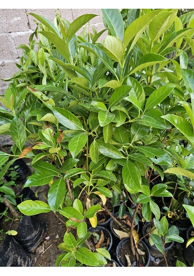 Kartopu Ağacı Fidanı Viburnum Lucidum