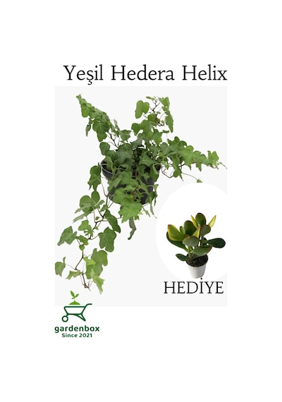 Yeşil Hedera Helix Sarmaşığı 1 Adet Saksılı 30-40cm+yeşim Para Çiçeği